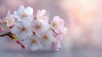 Delicate cherry blossoms in full bloom against soft pink bokeh background, showcasing gentle white and pink petals with yellow stamens in macro photography.