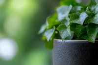 Fresh green ivy leaves with water droplets in modern dark ceramic pot against blurred natural background, suitable for home decor and gardening blogs.