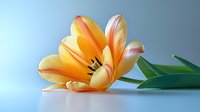Delicate orange and yellow tulip bloom with soft petals lying on side against blue background, showing intricate stamen details and fresh green leaves.