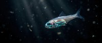 Deep sea fish swimming in dark ocean waters with floating particles and marine debris creating mysterious underwater atmosphere.
