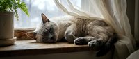 Fluffy gray cat sleeping peacefully on a wooden windowsill beside sheer curtains and a green houseplant in soft natural light.