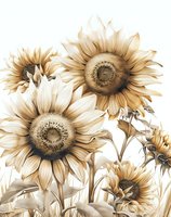 Monochromatic sepia sunflowers bloom with detailed petals and centers, creating dramatic botanical composition against white background. Artistic floral design.