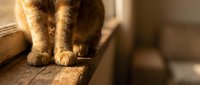 Ginger tabby cat walking on wooden beam indoors with warm sunlight casting soft shadows, suitable for pet, lifestyle, and home decor content.