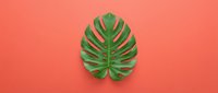 Tropical green monstera leaf with distinctive split foliage isolated on vibrant coral background, suitable for botanical design projects and creative layouts.