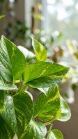 Variegated pothos houseplant with green and yellow leaves in bright indoor setting for home decor and plant care concepts.