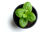 Fresh green basil plant growing in small black pot viewed from above on white background, showing detailed leaf texture and organic gardening concept.
