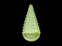 Aloe vera plant cross-section isolated on transparent background, ready for clipart, t-shirt design, stickers, print-on-demand products, and sublimation projects.