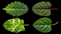 Leafy green vegetables isolated on transparent background, ready for culinary design, print-on-demand products, recipe graphics, food packaging, t-shirt designs, and digital cooking content.