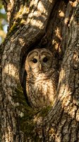 Spotted owl perched in tree hollow cavity with textured bark and moss, natural woodland habitat for wildlife photography and nature designs.