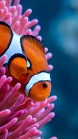 Clownfish with distinctive orange and white stripes nestled among vibrant pink sea anemone tentacles in tropical ocean environment for marine life and aquatic themes.