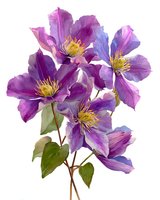 Purple clematis flowers with yellow stamens isolated on white background for botanical illustration and floral design projects.