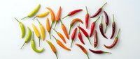 Colorful hot chili peppers arranged on white background showing variety of spice levels from mild to extremely hot for cooking and culinary applications.