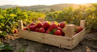 Fresh ripe strawberries in wooden crate at organic farm during golden hour sunset with green plants and rolling hills in background for harvest concept.