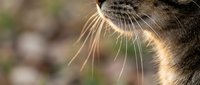 Close-up of a tabby cat muzzle with long delicate whiskers, soft bokeh background, warm natural light highlighting fine fur details.