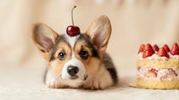 Adorable corgi puppy with cherry on head lying next to strawberry cake, cute dog portrait for birthday party celebration and pet-themed designs.