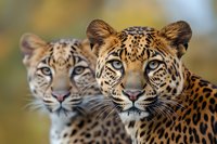 Close up portrait of two majestic leopards with piercing blue eyes and spotted fur patterns against blurred natural background, showing wild feline predators in nature.