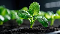 Fresh green seedling emerging from dark soil with water droplets on leaves, macro photography showing growth and new beginnings in nature. Suitable for environmental concepts.