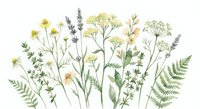 Watercolor wildflowers and herbs collection on white background, featuring chamomile, lavender, and fennel in soft green and yellow tones.