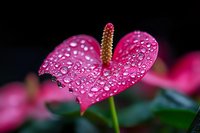 Vibrant pink anthurium flower with morning dew drops creating a magical macro effect against dark background, showcasing nature's delicate beauty and freshness.
