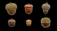 Acorns isolated on transparent background, ready for clipart, t-shirt design, stickers, print-on-demand products, and sublimation projects. Six botanical specimens in varying sizes and styles.