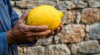 Close-up of male hands holding fresh yellow lemon against rustic brick wall background. Suitable for food, agriculture, and healthy lifestyle content.