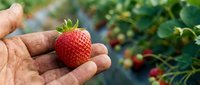 Fresh ripe strawberry held in farmer's hand at organic strawberry farm with green plants in background. Agricultural harvest concept for healthy eating.