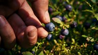 Close-up of hand holding fresh blueberry with berry bush in soft focus background, harvesting ripe fruit from garden or farm during summer season.