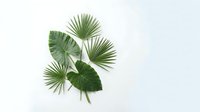 Tropical palm and monstera leaves arrangement on white background isolated for botanical design projects and natural decor elements.