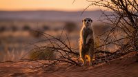 Meerkat standing alert on red sand dunes at golden sunset, watching over the arid desert landscape with warm glowing light.