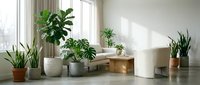 Modern minimalist living room interior with various houseplants in decorative pots, natural sunlight streaming through large windows onto wooden bench.