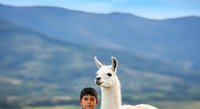 Young boy with white llama against mountain landscape backdrop. Domestic animal portrait for travel and lifestyle content.