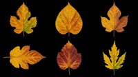 Autumn maple and aspen leaves in golden yellow, orange, and red tones isolated on transparent background. Ready for clipart, t-shirt design, stickers, sublimation, and print-on-demand projects.