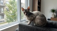 Gray domestic cat sitting on windowsill looking outside at urban apartment buildings through large window in modern home interior with natural lighting.
