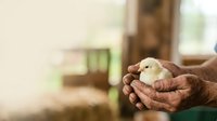 Young chick held gently in weathered farmer hands, symbolizing care, agriculture, poultry farming, and new life on rural farm setting.
