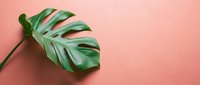 Monstera leaf with natural holes on coral pink background, isolated for design projects and botanical themes.