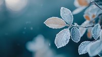 Delicate frost-covered leaves on branch against blurred teal background, winter nature macro photography showing crystalline ice formations in morning light.