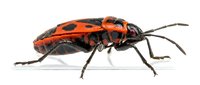 Isolated red and black beetle with long antennae on white background, suitable for educational materials, nature designs, and scientific illustrations.