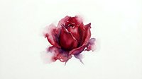 Watercolor red rose bloom with soft pink splashes on white background for romantic designs, wedding invitations, and floral artwork projects.