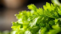 Fresh green parsley leaves with water droplets in natural sunlight for culinary and cooking applications.