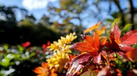 Vibrant autumn foliage with red and orange leaves in sharp focus against blurred natural background for seasonal design projects and fall marketing materials.