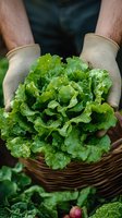 Fresh green lettuce held in gardening gloves over wicker basket, with water droplets glistening on crisp leaves, showcasing organic harvest and farm-to-table produce.
