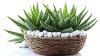 Green succulent plant in round woven rope basket with white decorative stones, isolated on white background for home decor and interior design projects.
