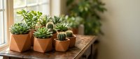 Small succulent plants and cactus in terracotta pots on wooden table by window. Indoor gardening, home decor, houseplants for modern living spaces.