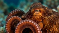 Orange octopus with curled tentacles showing suction cups in underwater marine environment for educational and nature content.