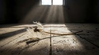 Dandelion lying on a worn wooden floor with the word Sorry written nearby, sunlight rays streaming through a window creating a moody, emotional atmosphere.
