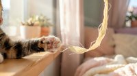 Ferret playing with yellow toy rope on wooden table indoors, domestic pet entertainment and enrichment activity.
