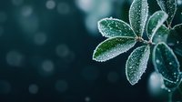 Frosty green leaves covered in morning dew drops against dark blurred background. Macro nature photography capturing winter or early spring atmosphere.