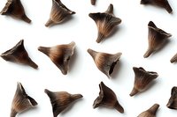 Brown dried flower buds scattered on white background in minimalist composition, natural organic pattern for wellness and aromatherapy designs.