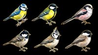 Six detailed songbirds isolated on transparent background, including titmice and chickadees, ready for clipart, stickers, t-shirt design, and print on demand use.