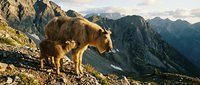 Mountain goat with kid standing on rocky cliff edge overlooking dramatic alpine landscape at golden hour sunset in wilderness national park.